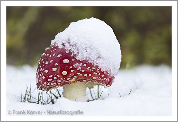Frank Körver, Naturfotografie, Pilze, Fliegenpilz, Schnee