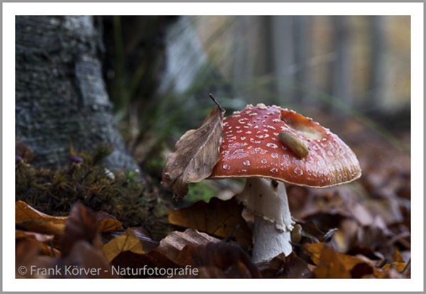 Frank Körver, Naturfotografie, Pilze, Fliegenpilz, Herbst