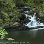 16058758-Holzbachschlucht-Frank_Koerver-Naturfotografie