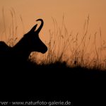 16091856-Gaemse-Frank_Koerver-Naturfotografie