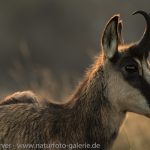 16092143-Gaemse-Frank_Koerver-Naturfotografie