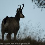16092992-Gaemse-Frank_Koerver-Naturfotografie