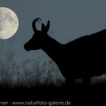 16093142-Gaemse-Frank_Koerver-Naturfotografie