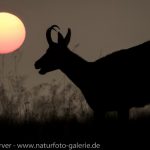 16093186-Gaemse-Frank_Koerver-Naturfotografie