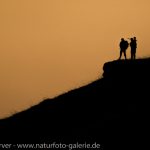 16093189-Gaemse-Frank_Koerver-Naturfotografie-2