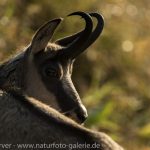 16093803-Gaemse-Frank_Koerver-Naturfotografie