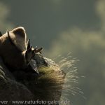 16093911-Gaemse-Frank_Koerver-Naturfotografie