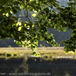 16099667-Lac_De_Lispach-Frank_Koerver-Naturfotografie