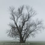 Frank-Koerver-Naturfotografie-Flussaue-1603_4_5