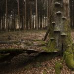 Frank-Koerver-Naturfotografie-Wald-16047846