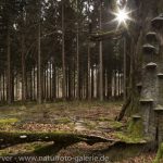Frank-Körver-Naturfotografie-Naturwald-16047849