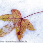 Frank Körver - Naturfotografie, Blatt des Amberbaumes