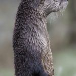 Frank Körver - Naturfotografie, Otter