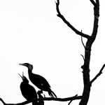 Frank Körver - Naturfotografie, Kormorane auf Rastbaum