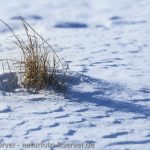Frank Körver - Naturfotografie, Schneewehen