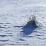 Frank Körver - Naturfotografie, Schneewehen