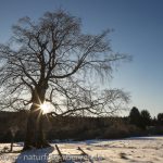 Frank Körver - Naturfotografie, Eiche im Schnee