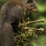 Frank Körver - Naturfotografie, Eichhörnchen