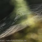 Frank Körver - Naturfotografie, Spinnennetz
