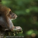 Frank Körver - Naturfotografie, Eichhörnchen