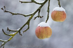 Frank Körver - Naturfotografie, Apfel