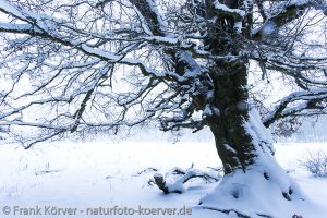 Frank Körver - Naturfotografie, Hutebuchen im Winter