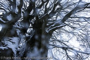 Frank Körver - Naturfotografie, Hutebuchen im Winter