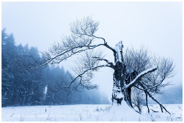 Galerie 193 – Winterliche Hutebuchen im Westerwald