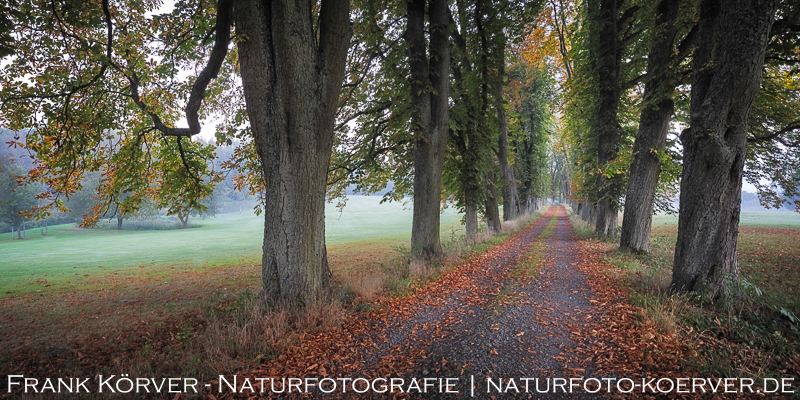 Frank Körver, Naturfoto, Kastanienalle im Herbst