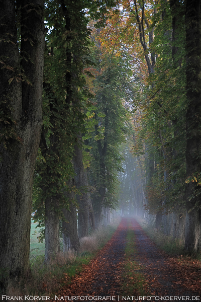 Frank Körver, Naturfoto, Kastanienalle im Herbst