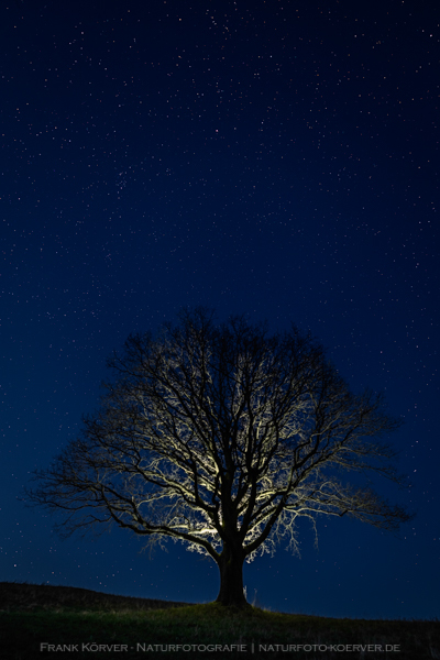 Frank Körver- Naturfotografie, Nachthimmel mit Eiche