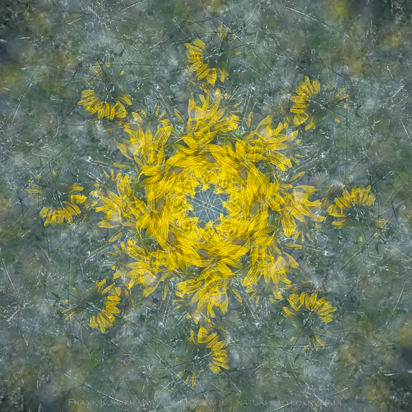 Frank Körver - Kaleidoskop, Sonnenblume