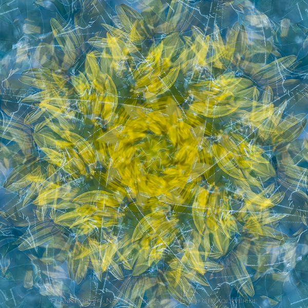 Frank Körver - Kaleidoskop, Sonnenblume