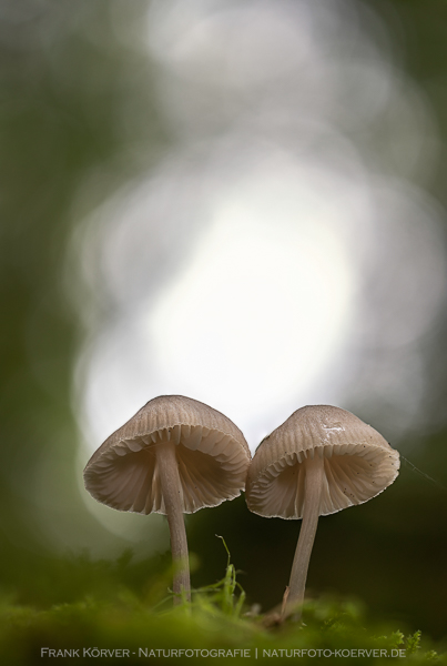 Pilze in der Holzbachschlucht, Frank Körver - Naturfotografie