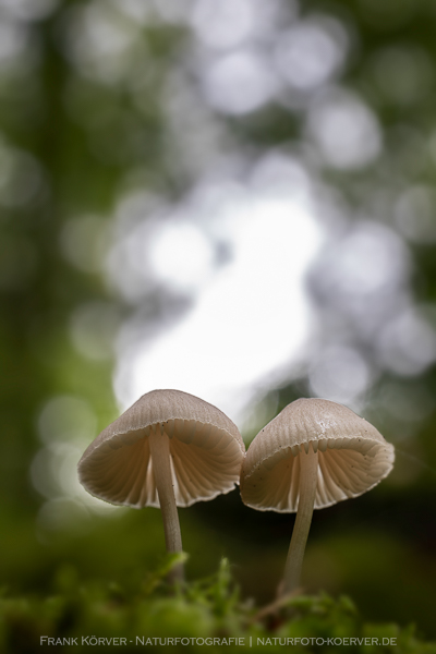 Pilze in der Holzbachschlucht, Frank Körver - Naturfotografie