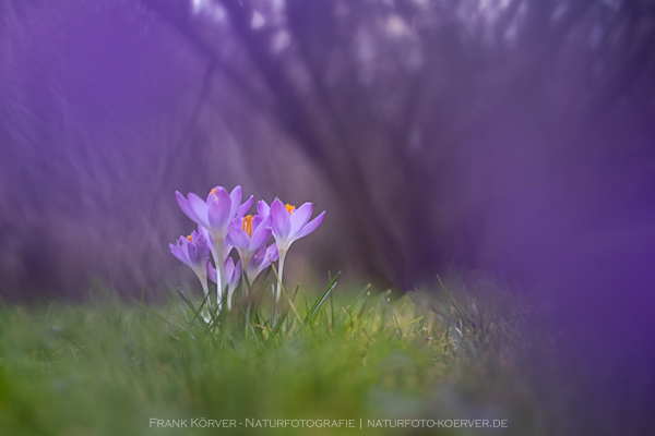 Krokusblüte, Frank Körver - Naturfotografie