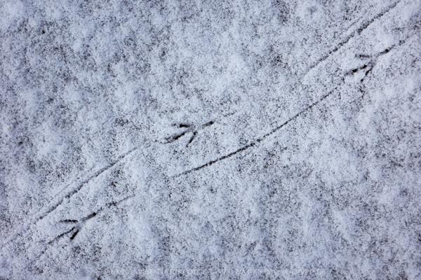 Vogelspur im Schnee, Frank Körver - Naturfotografie