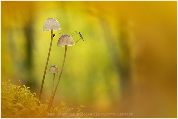 Frank Körver, Naturfotografie, Pilz